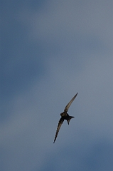 David Plant Photography - Wildlife Photography - Swift - B